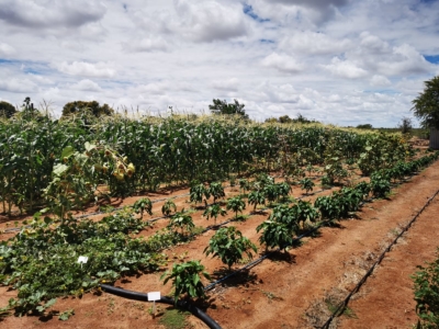 Garten in Omomas